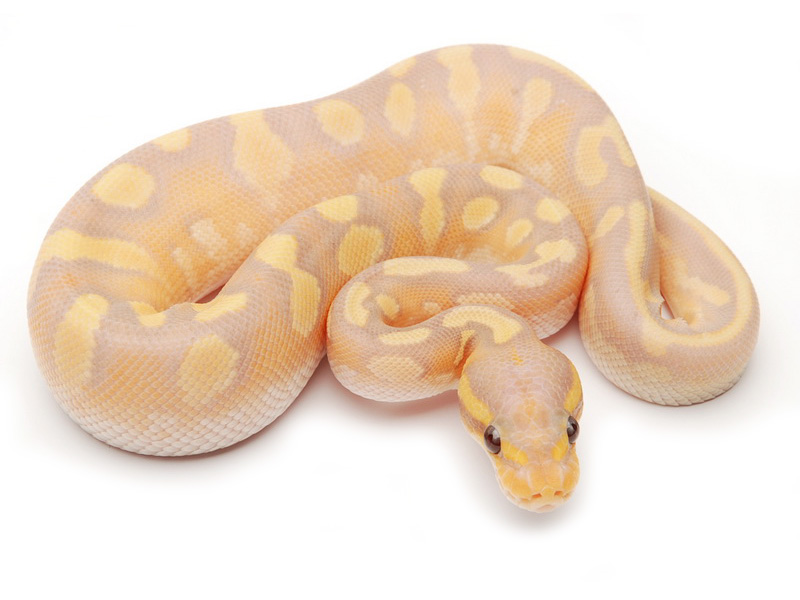 Coral Glow Mojave Calico Yellow Belly