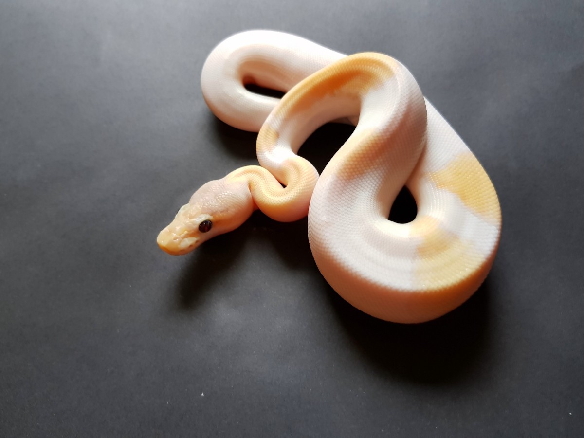 Coral Glow Mojave Pastel Piebald