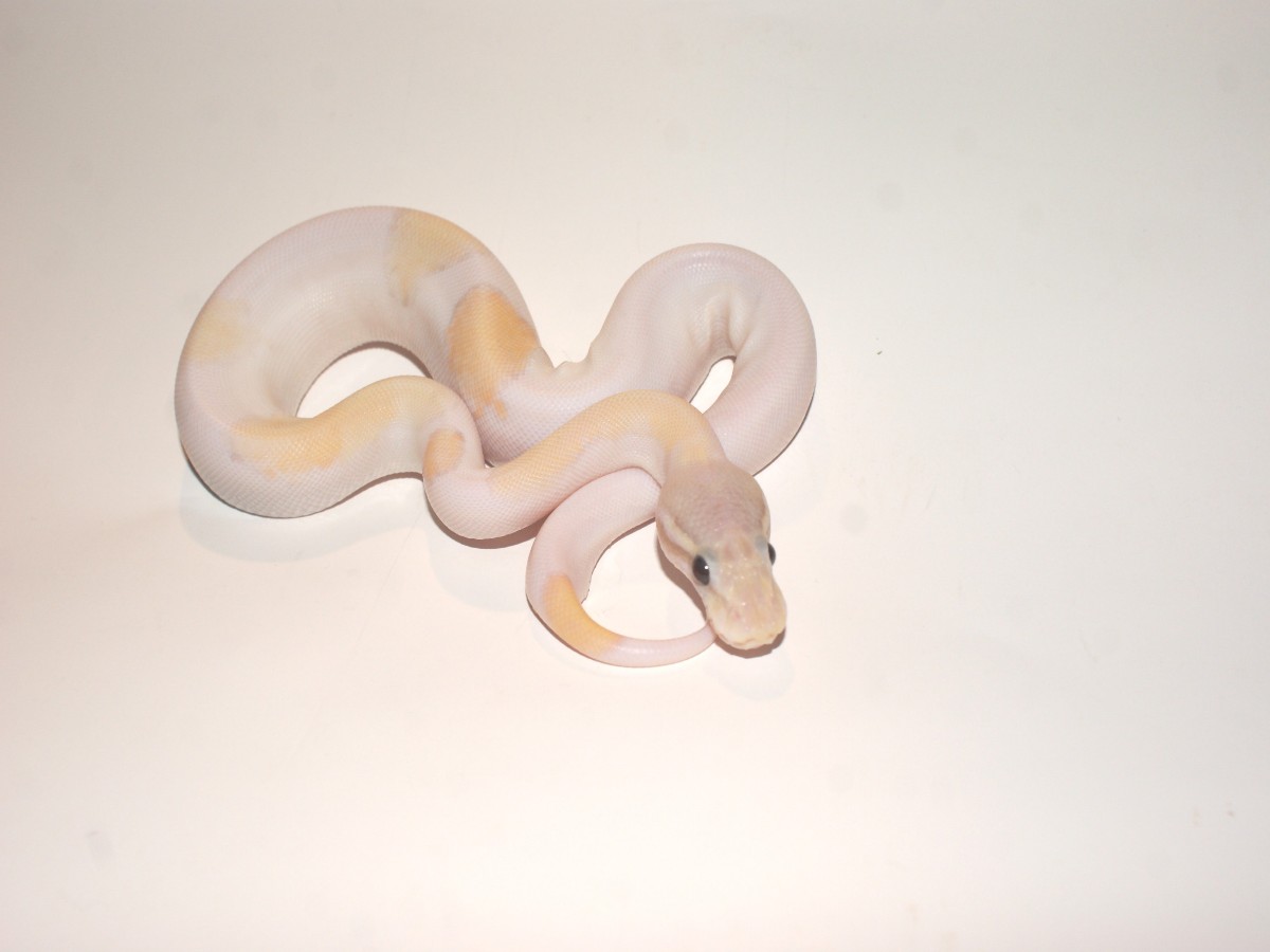 Coral Glow Mojave Pastel Piebald