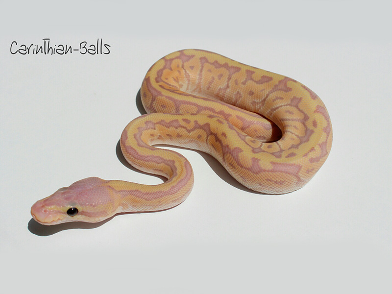 Coral Glow Mojave Pastel Pinstripe