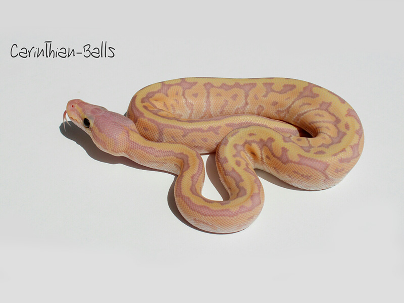 Coral Glow Mojave Pastel Pinstripe