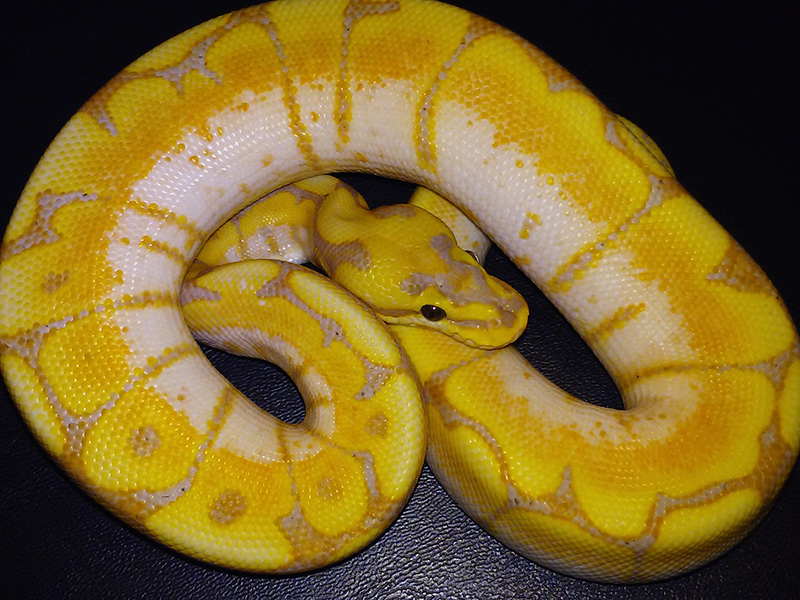 Coral Glow Mojave Spider