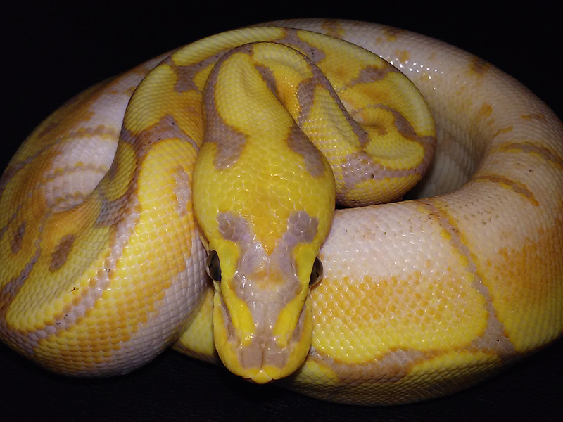 Coral Glow Mojave Spider