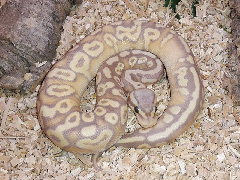 Coral Glow Pastel Phantom Yellow Belly