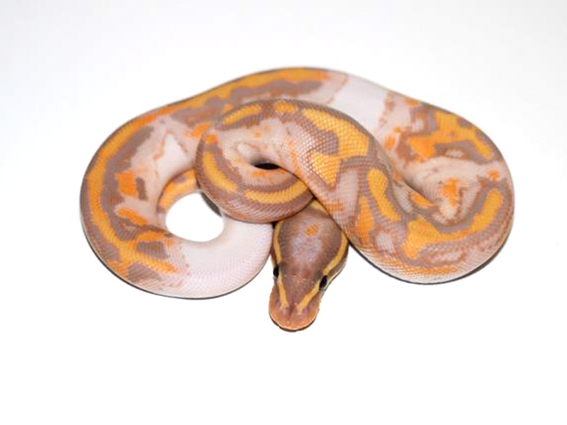 Coral Glow Pied