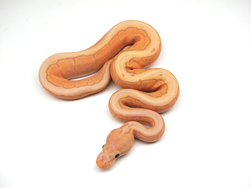 Coral Glow Pinstripe Spotnose