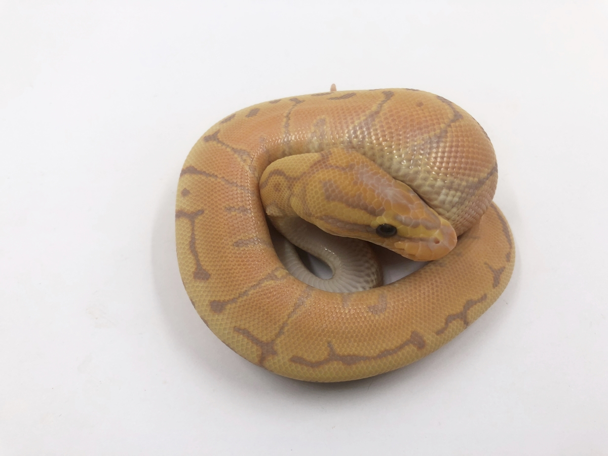 Coral Glow Pinstripe Yellow Belly