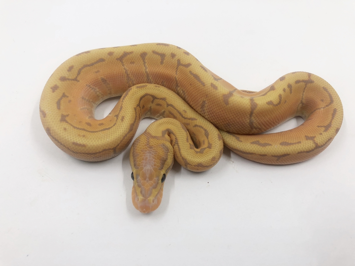 Coral Glow Pinstripe Yellow Belly