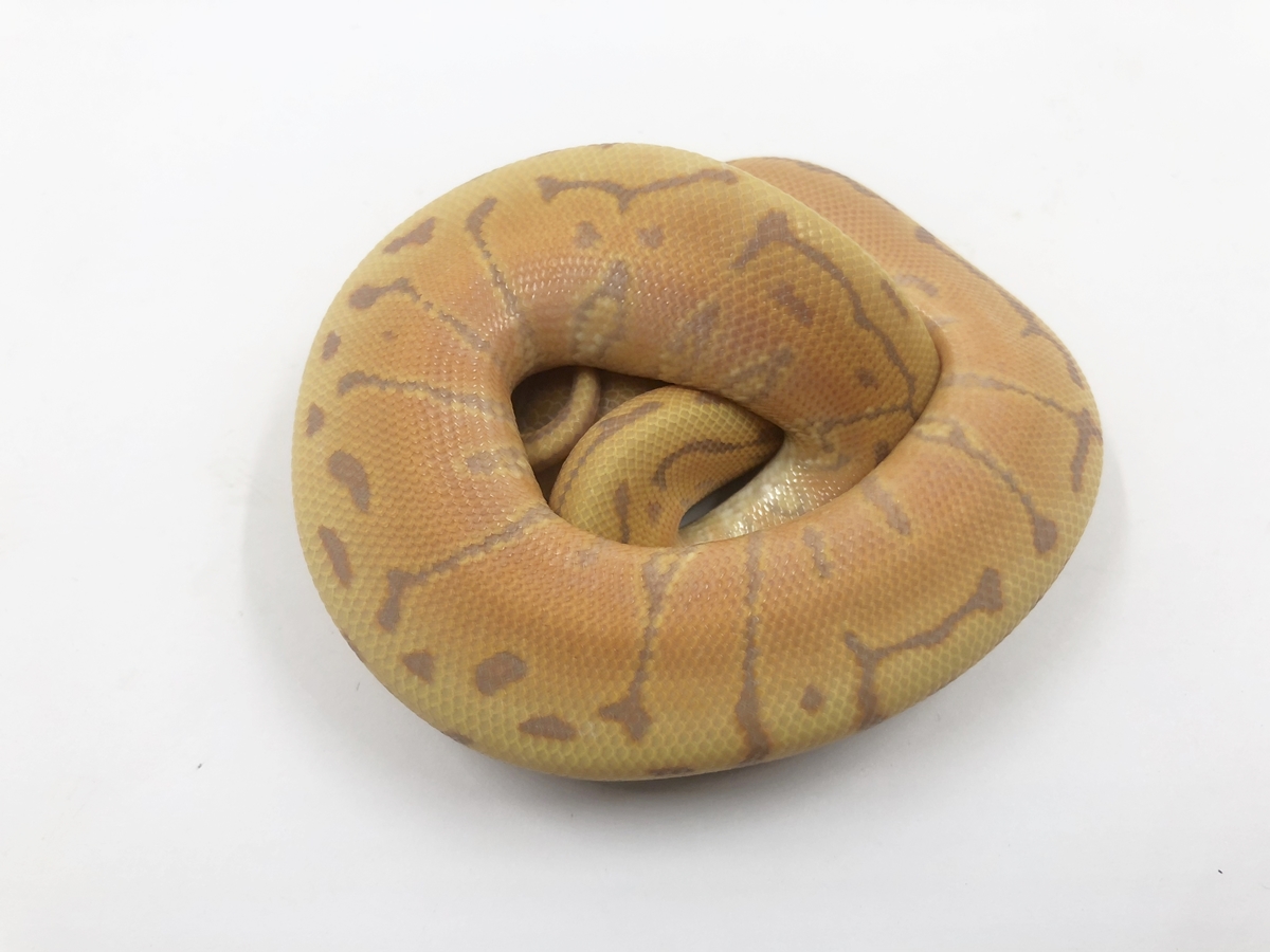 Coral Glow Pinstripe Yellow Belly