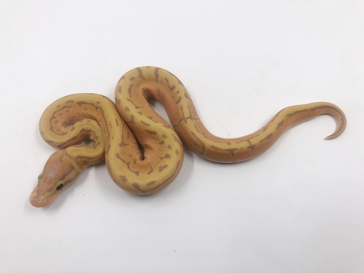 Coral Glow Pinstripe Yellow Belly