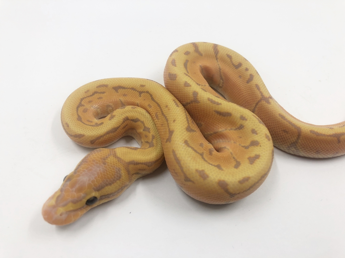 Coral Glow Pinstripe Yellow Belly