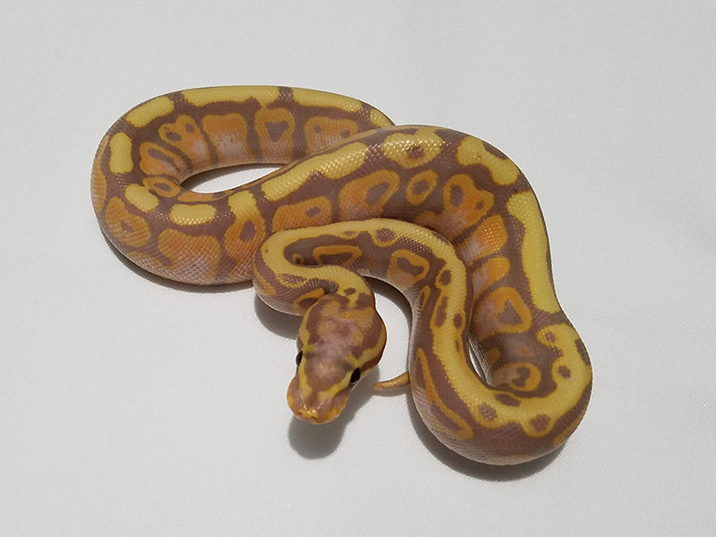 Coral Glow Spotnose Yellow Belly