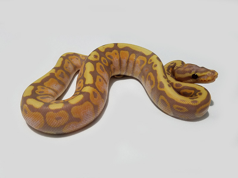 Coral Glow Spotnose Yellow Belly