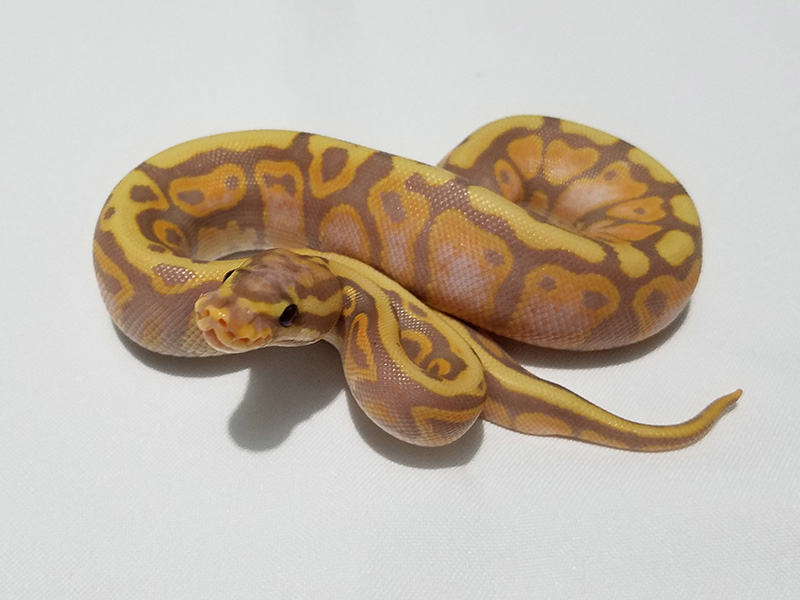 Coral Glow Spotnose Yellow Belly