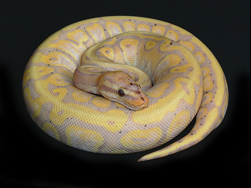 Coral Glow Woma