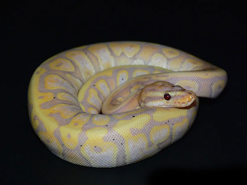 Coral Glow Woma