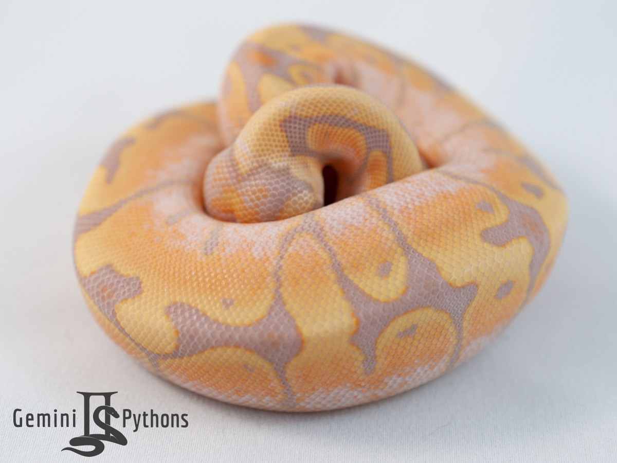 Coral Glow Woma