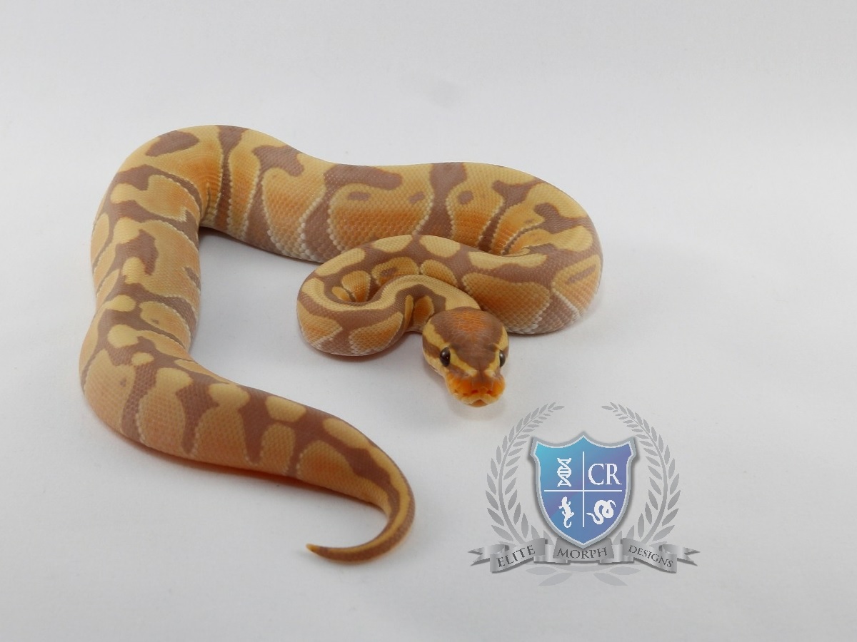 Coral Glow Woma