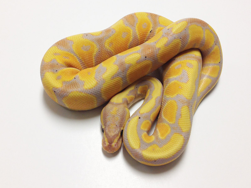 Coral Glow Yellow Belly