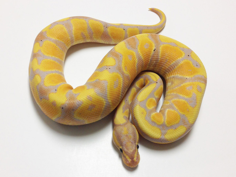 Coral Glow Yellow Belly