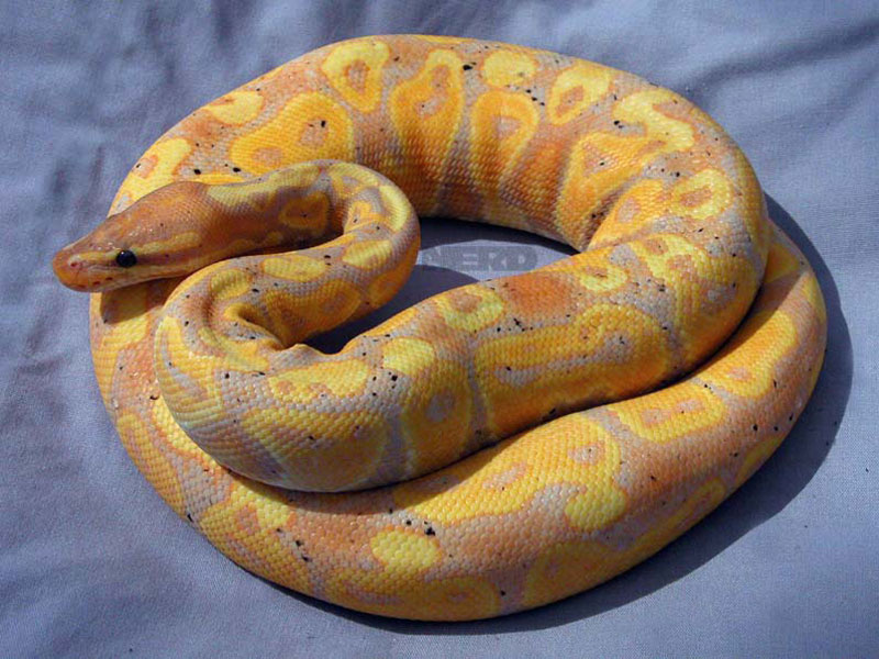 Coral Glow Morph List World Of Ball Pythons