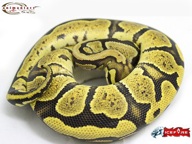 Morph List - World of Ball Pythons