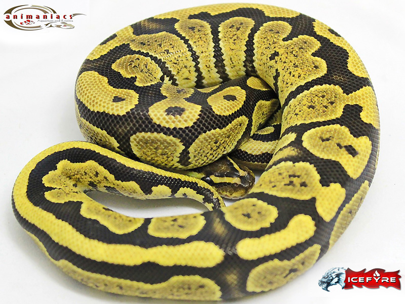 Morph List - World of Ball Pythons