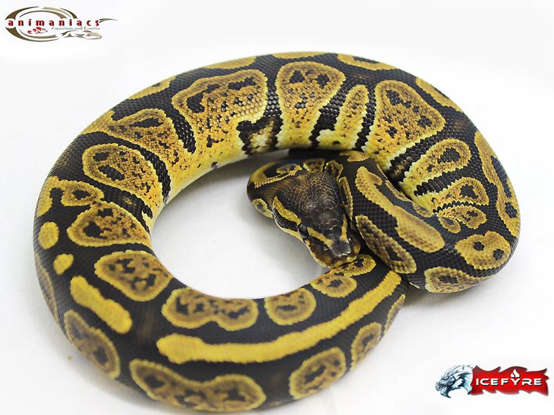 Morph List - World of Ball Pythons