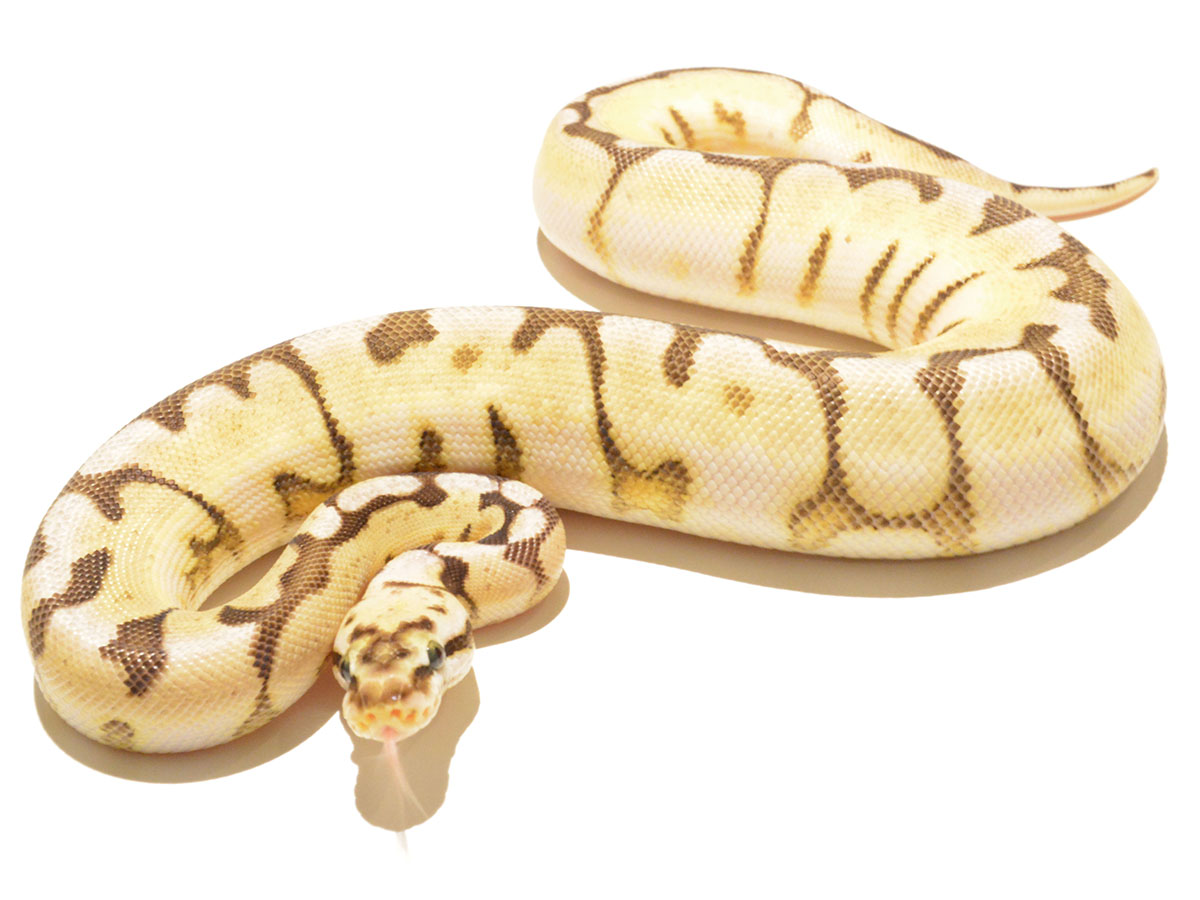 Creed Enchi Pastel Spider