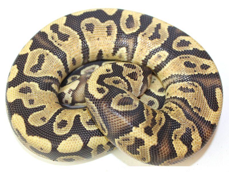 Morph List - World of Ball Pythons