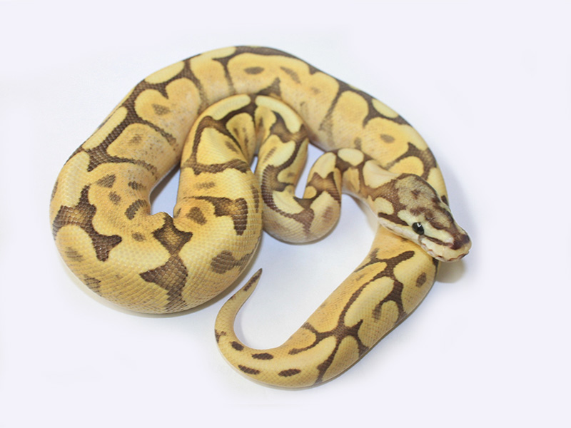 Creed Mojave Spider