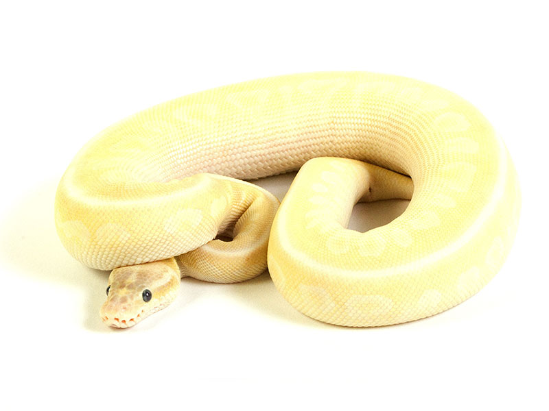 Crystal Pastel Spotnose