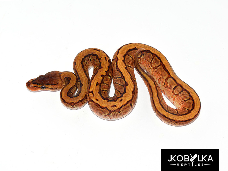 Cypress Enchi Pinstripe Yellow Belly