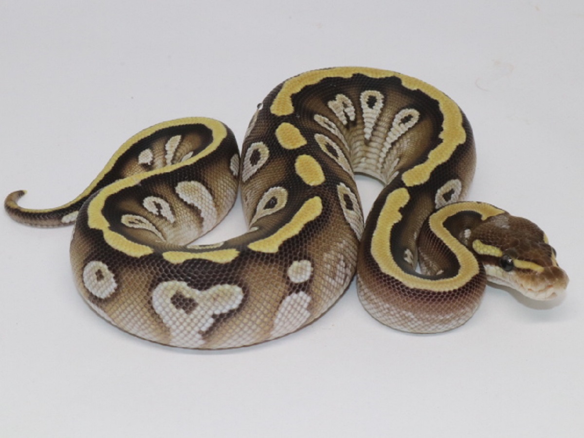 Ball Pythons For Sale. 