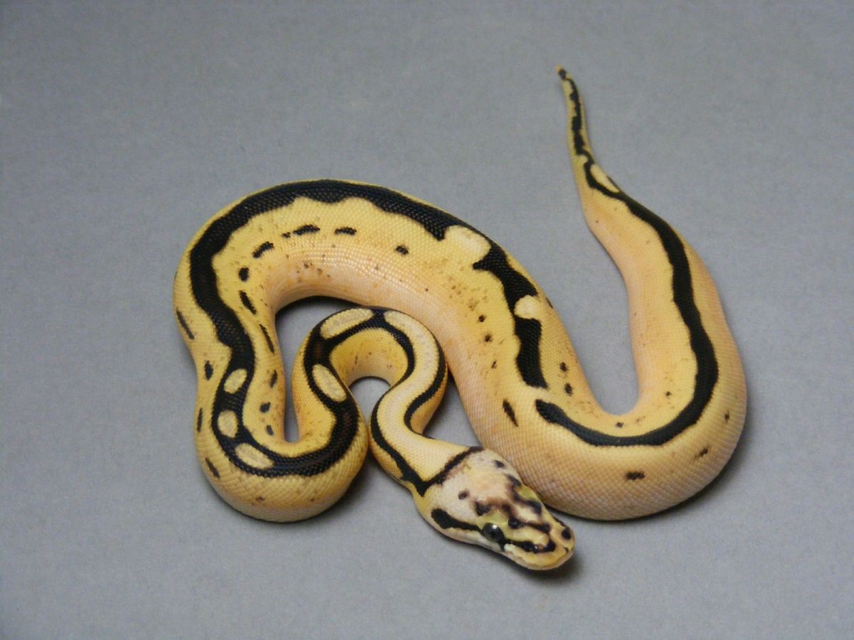 D-Stripe Enchi Spider Super Pastel