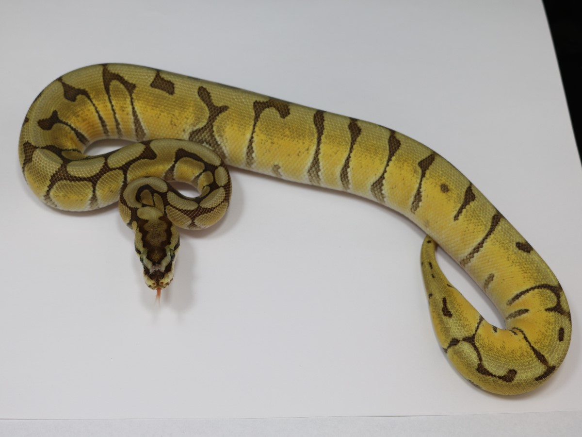 Darklings Enchi Mojave Spider