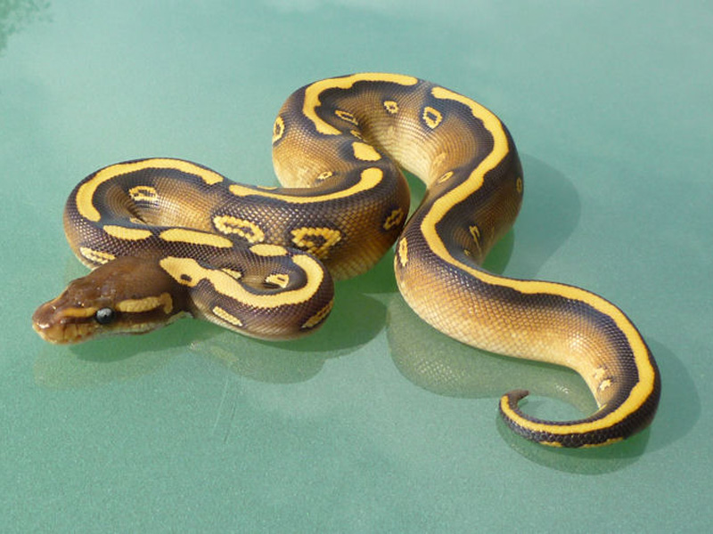 Desert Black Pastel Mojave Yellow Belly