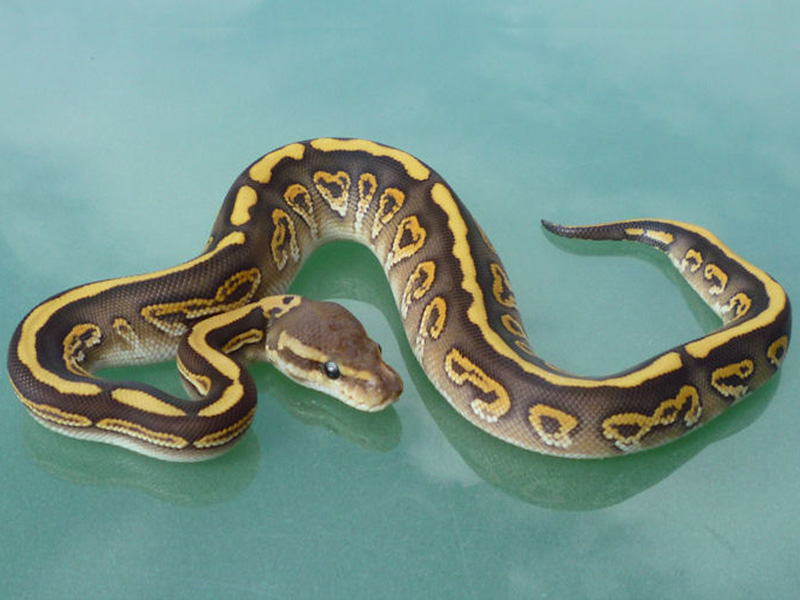 Desert Black Pastel Mojave