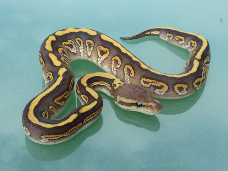 Desert Black Pastel Mojave