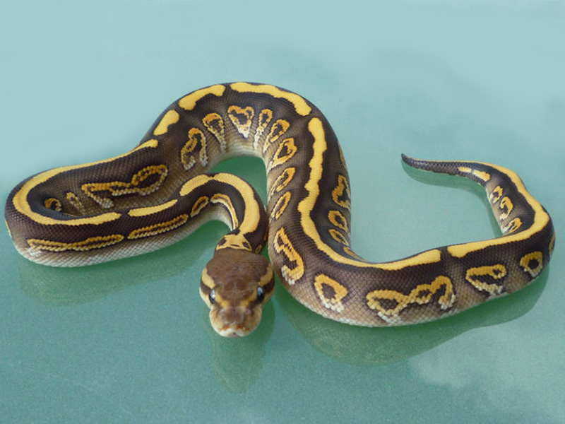 Desert Black Pastel Mojave