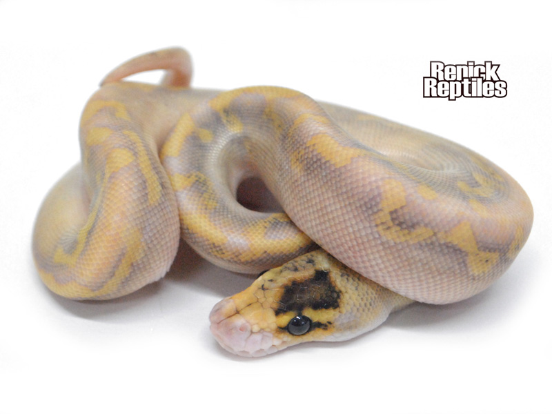 Desert Champagne Red Axanthic