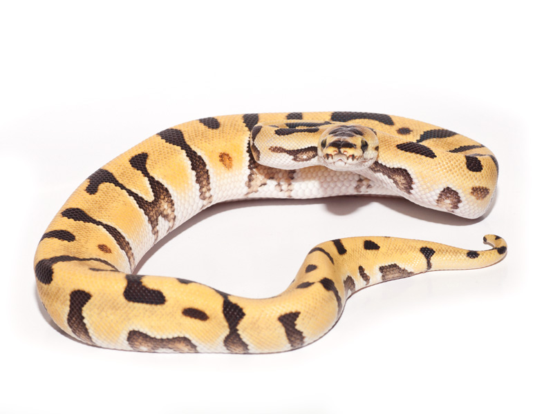 Desert Enchi Lemon Pastel Mojave