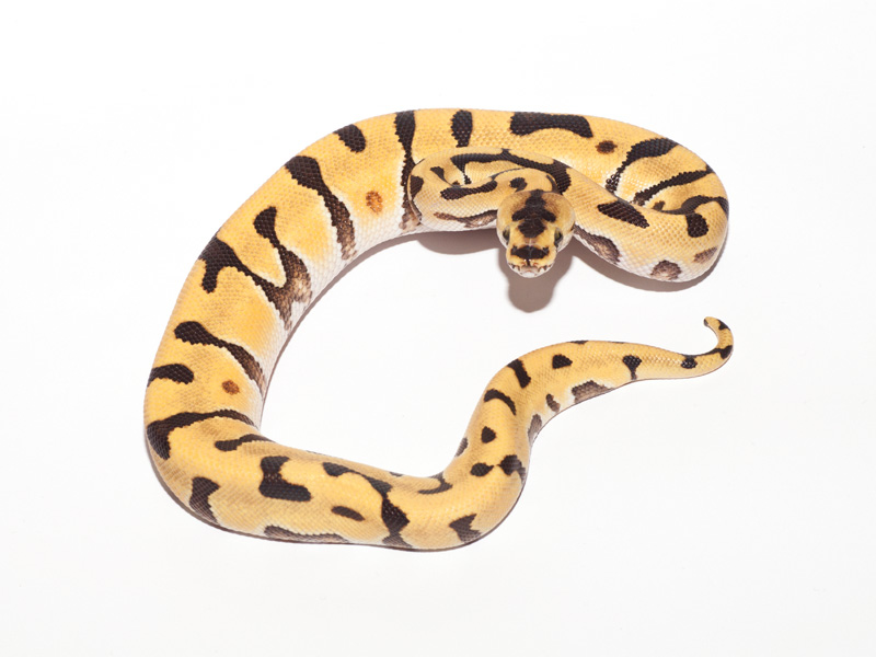 Desert Enchi Lemon Pastel Mojave