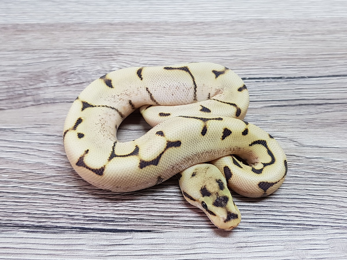 Desert Ghost Enchi Fire Spider