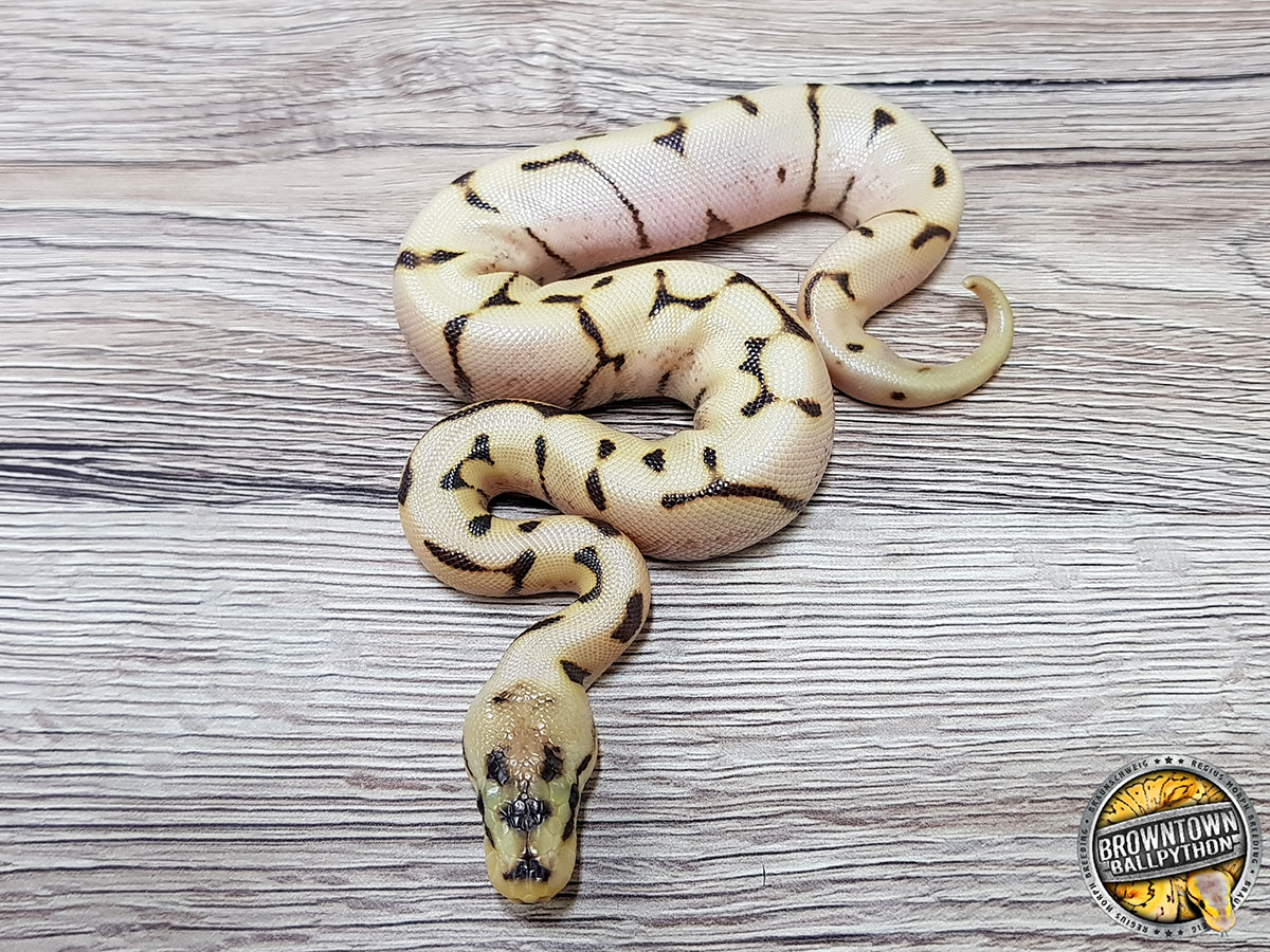 Desert Ghost Enchi Fire Spider