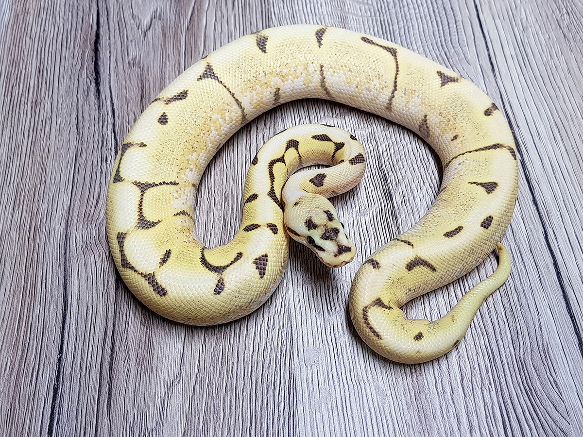 Desert Ghost Enchi Fire Spider