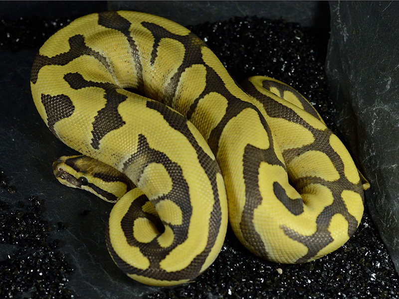 Desert Ghost Enchi Fire