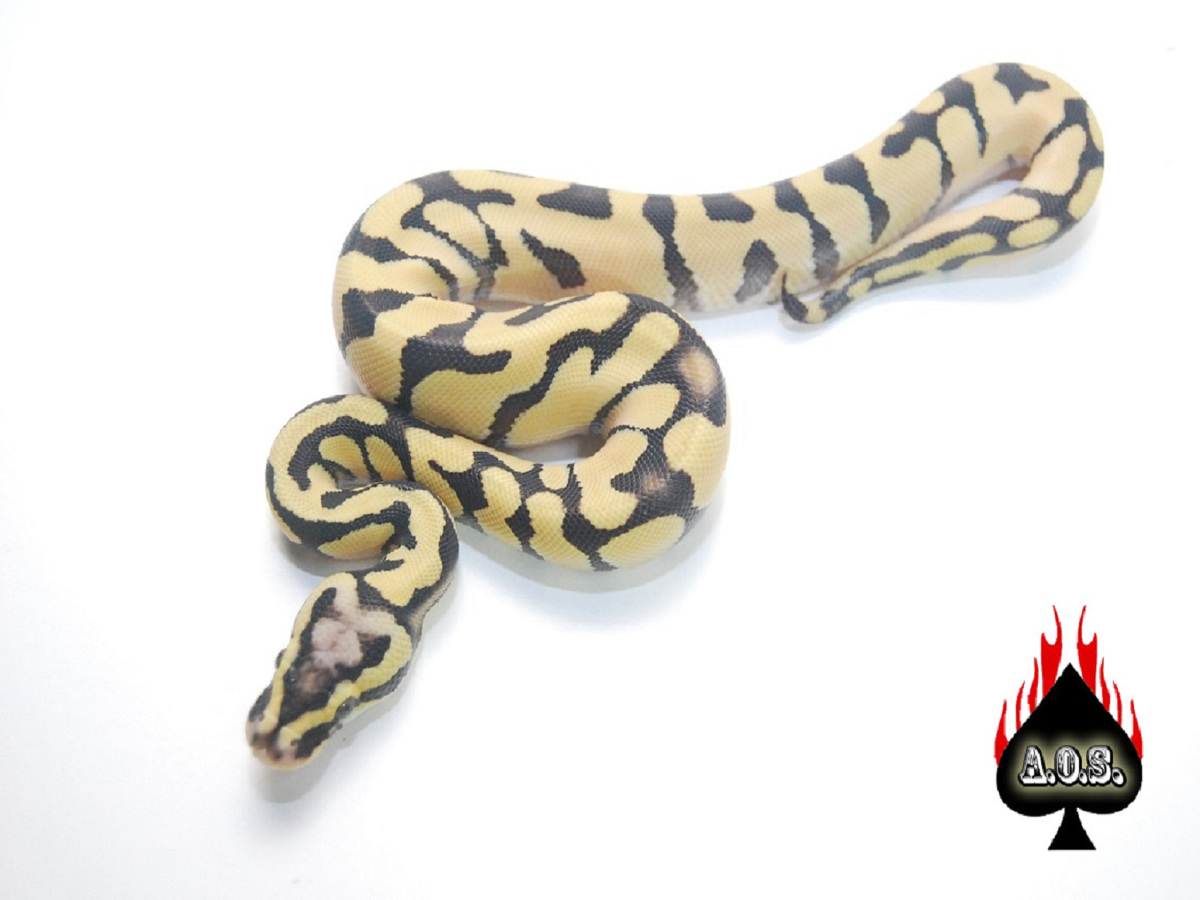 Desert Ghost Enchi Pastel