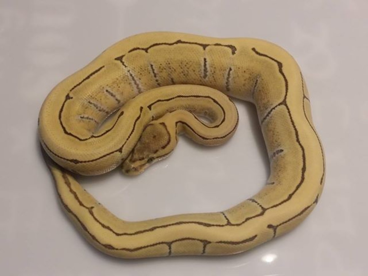 Desert Ghost Enchi Pinstripe