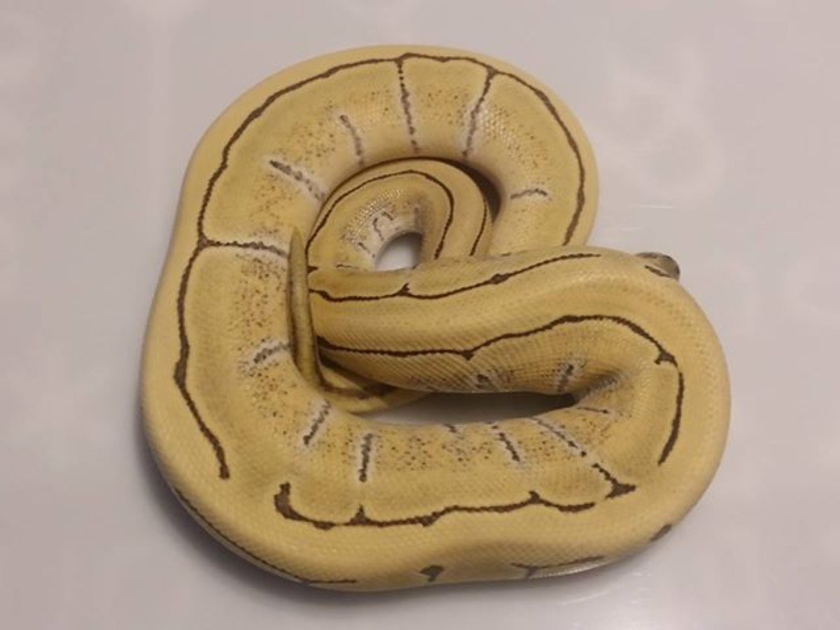 Desert Ghost Enchi Pinstripe